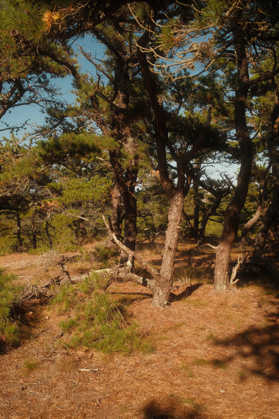 Beech Forest - Atwood Parfum