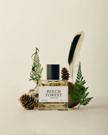 Beech Forest